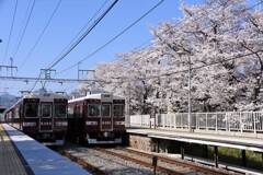 さくらと伝統車の並び