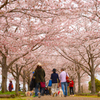 満開の桜づつみ回廊