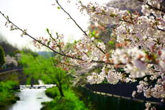 桜