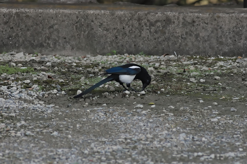 カササギ