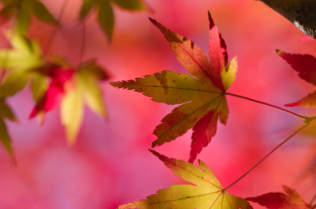 紅葉終盤