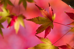 紅葉終盤