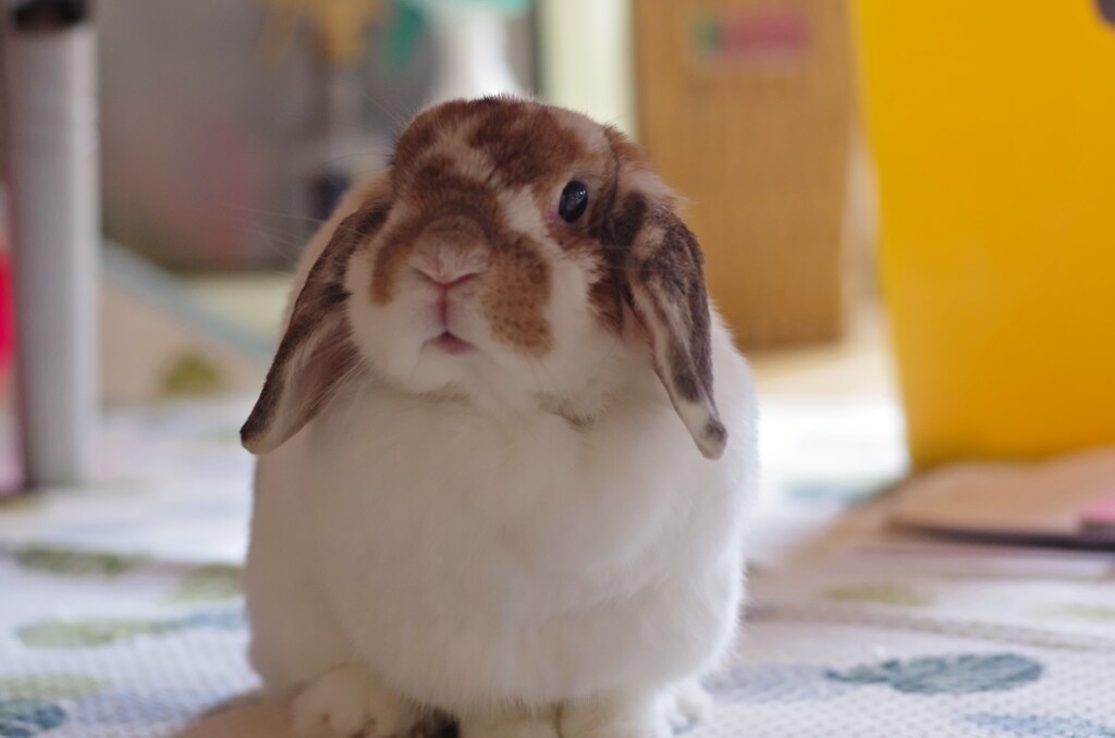 うさ公