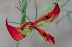 ロータスコットンキャンディでした。