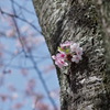 胴吹き桜