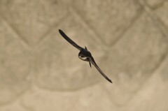 イワツバメ２０