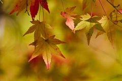 紅葉三昧