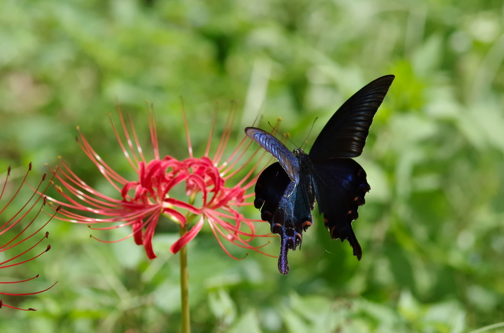 カラスアゲハ２