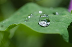 雨上がりじゃないよ。