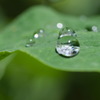 雨上がりじゃないよ。