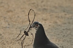 鳩