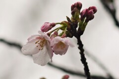 桜９