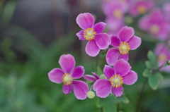 秋明菊ダイアナ