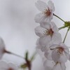 さ　く　ら