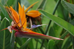 極楽鳥花