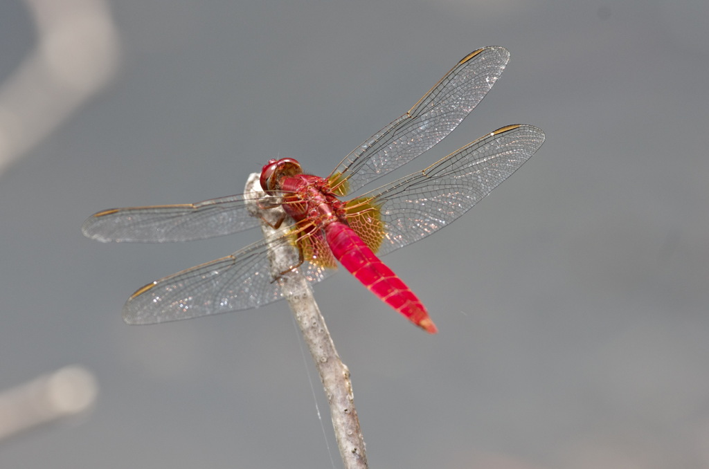 ショウジョウトンボ