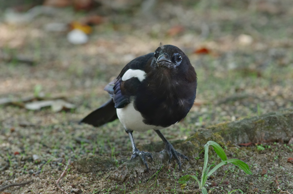 子カササギ