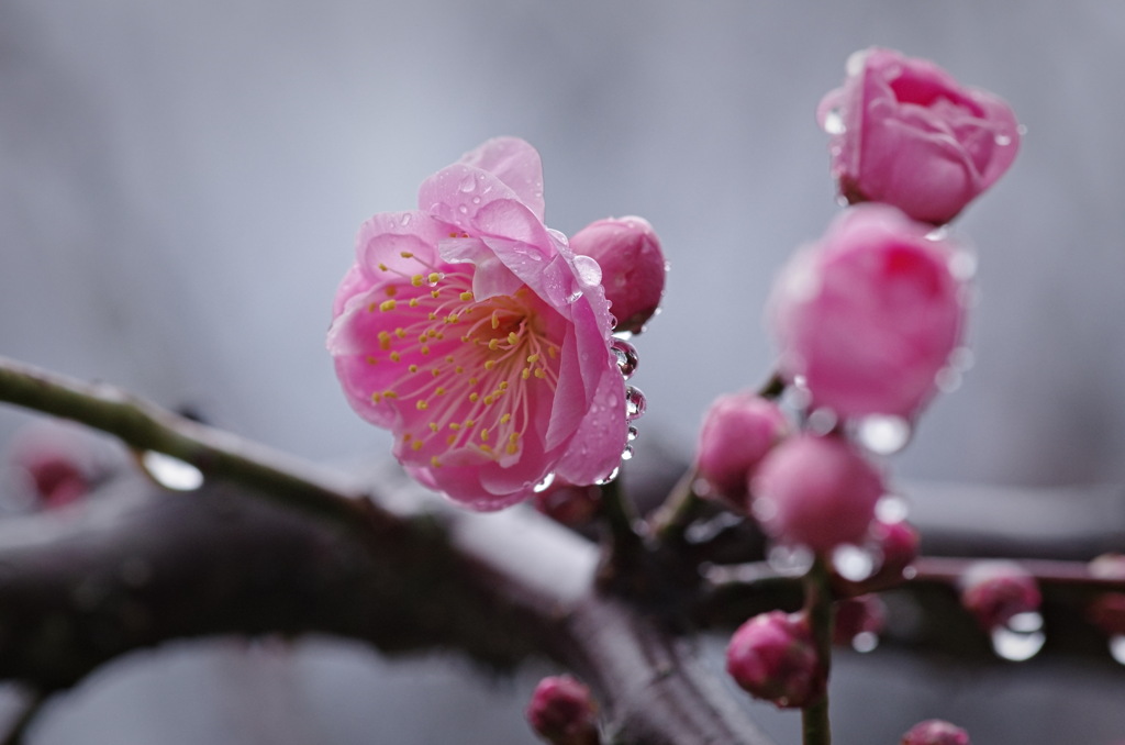 水を纏う