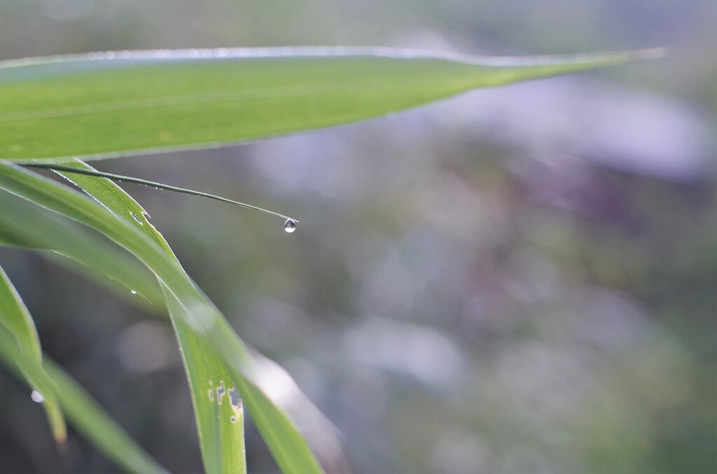 朝露