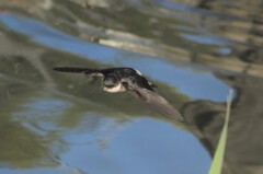 イワツバメ４１