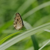 タテハモドキ