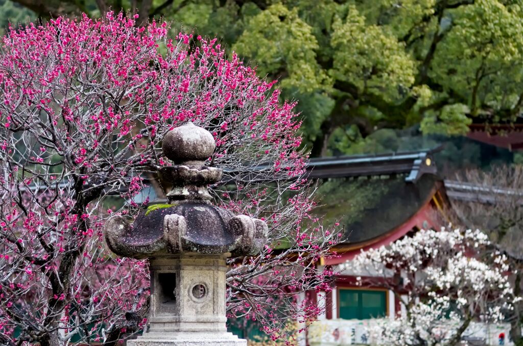 天神様の紅白