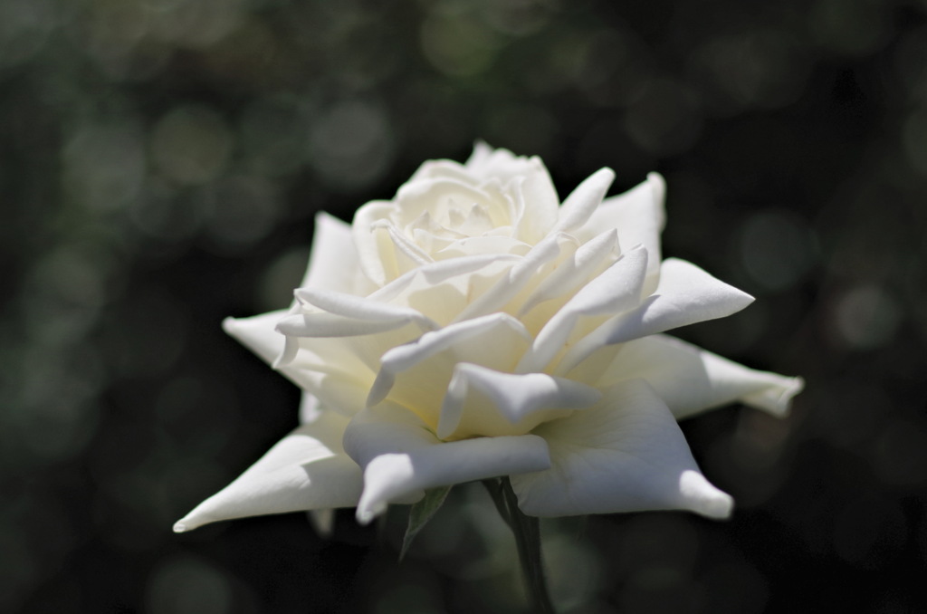 薔薇ティネケ