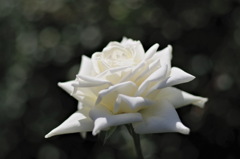 薔薇ティネケ