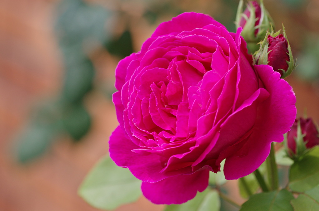 薔薇　フレグラントオールドパープル