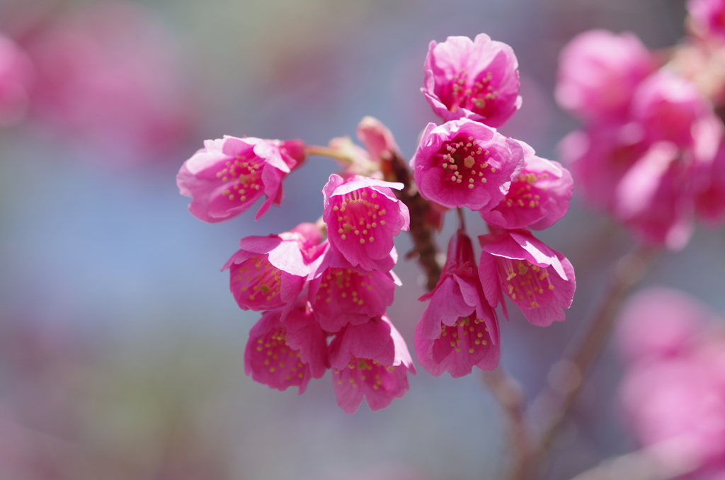 寒緋桜２