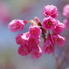 寒緋桜２