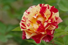 薔薇　モーリスユトリロ