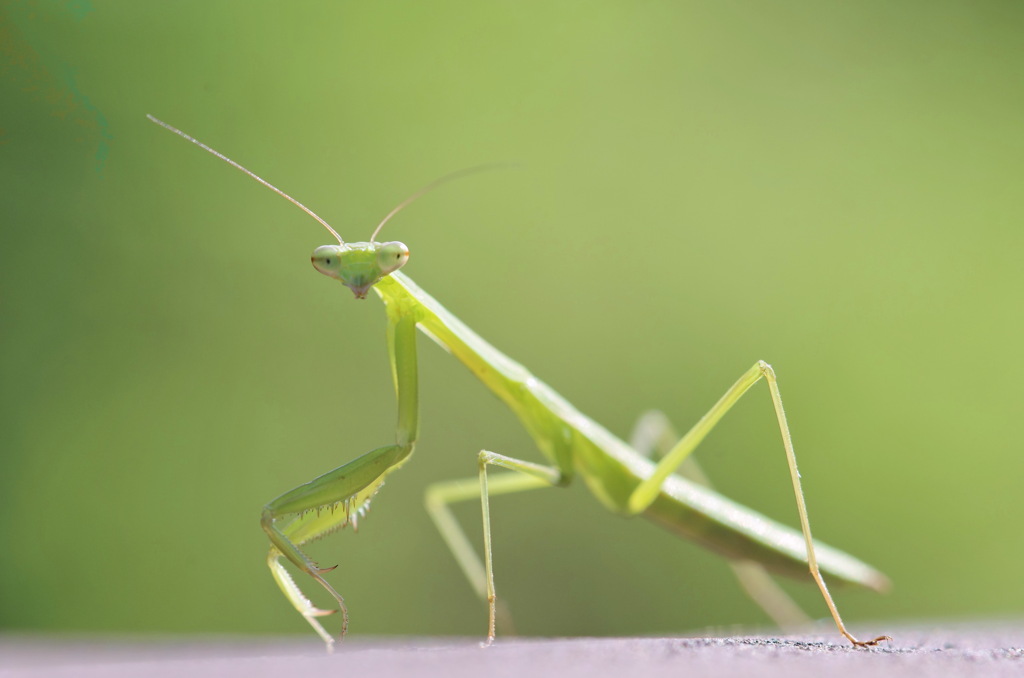 カマキリ