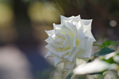 薔薇　ティネケ