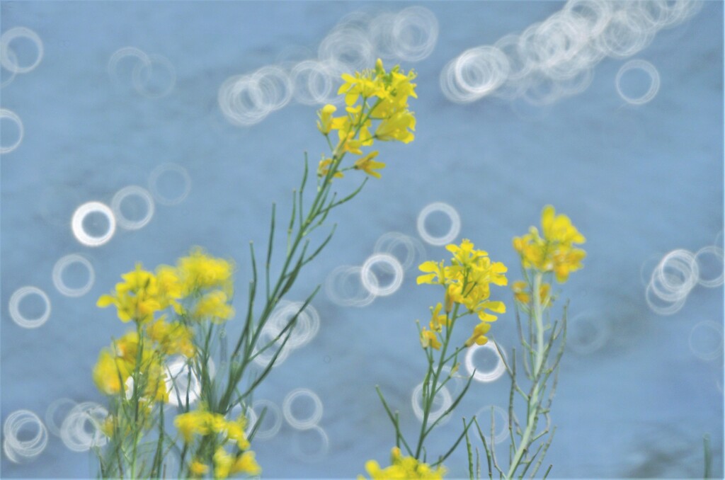 菜の花とリング1