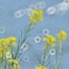菜の花とリング1