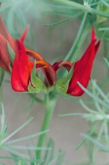 ロータスコットンキャンディ1