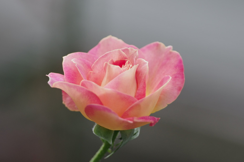 薔薇　エル