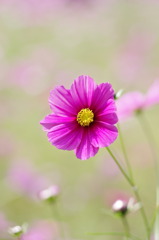 秋桜