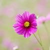 秋桜