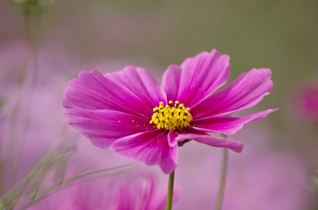 秋桜