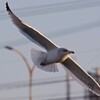 ウミネコ