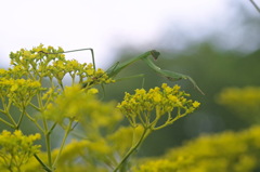カマキリ