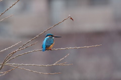 カワセミ