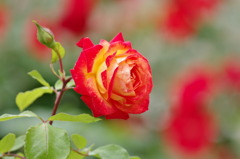 薔薇　シャコック