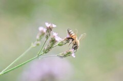 ミツバチ1