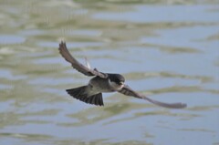 イワツバメ３６