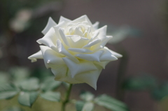 薔薇　ティネケ２
