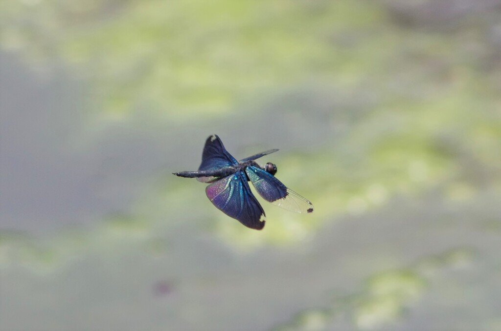 チョウトンボ５