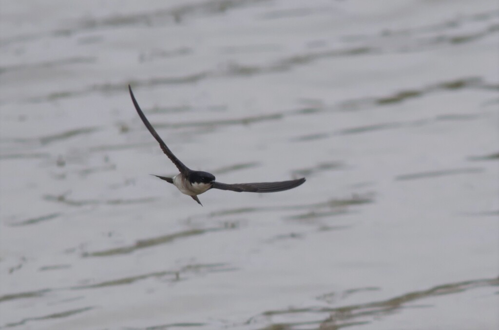 イワツバメ１３